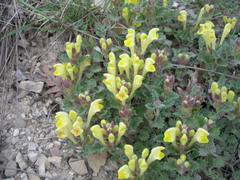 Scutellaria orientalis