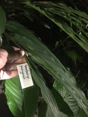 Geostachys penangensis