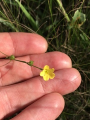 Linum sulcatum