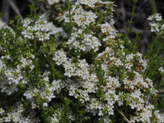 Acantholippia seriphioides
