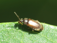 Scraptia dubia