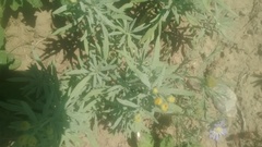 Picradeniopsis oppositifolia