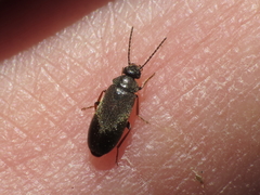 Scraptia dubia