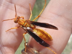 Polistes flavus