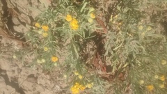 Picradeniopsis oppositifolia