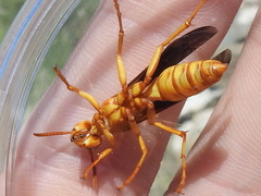Polistes flavus