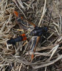 Synanthedon formicaeformis