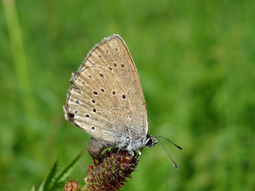 Scarce Large Blue, Noord-Brabant, NL, photo 5 of 10