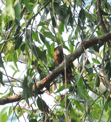 Dendrexetastes rufigula