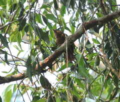 Dendrexetastes rufigula