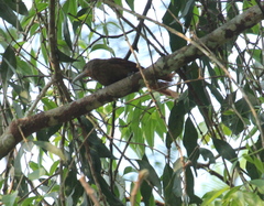 Dendrexetastes rufigula