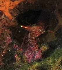 Rhynchocinetes durbanensis