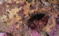 Rhynchocinetes durbanensis