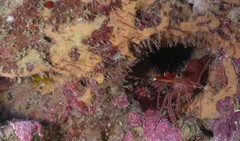 Rhynchocinetes durbanensis