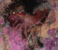 Rhynchocinetes durbanensis