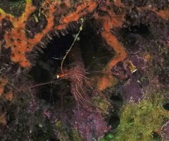 Rhynchocinetes durbanensis