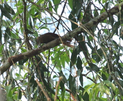 Dendrexetastes rufigula