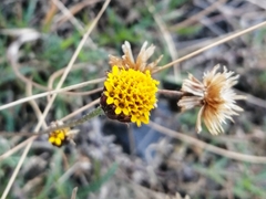 Tridax coronopifolia