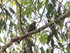 Dendrexetastes rufigula