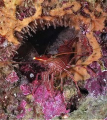 Rhynchocinetes durbanensis