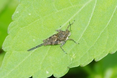 Paratettix cingalensis