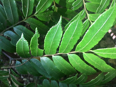 Ptisana attenuata