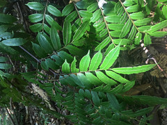 Ptisana attenuata