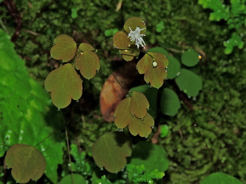Image of Thalictrum urbainii by (c) Jacy Chen, some rights reserved (CC BY)