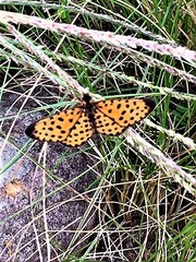 Pardopsis punctatissima