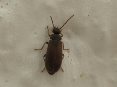 Scraptia dubia