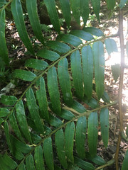 Ptisana attenuata