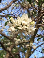 Tabernaemontana solanifolia