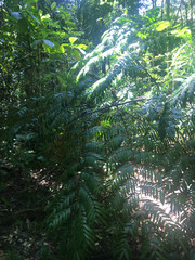 Ptisana attenuata
