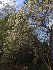 Tabernaemontana solanifolia
