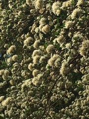 Tabernaemontana solanifolia