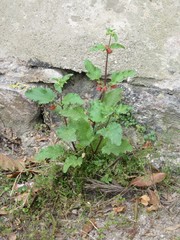 Scrophularia trifoliata