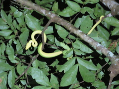 Corallus caninus