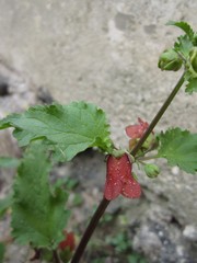 Scrophularia trifoliata