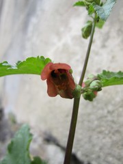 Scrophularia trifoliata