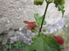 Scrophularia trifoliata