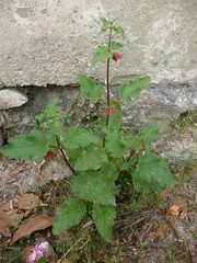 Scrophularia trifoliata