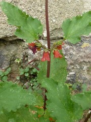 Scrophularia trifoliata