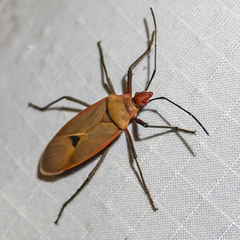 Dysdercus fuscomaculatus