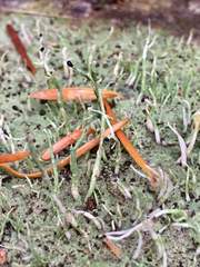 Pilophorus acicularis