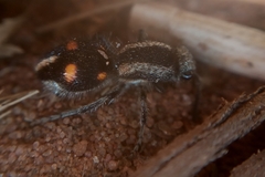 Traumatomutilla quadrum