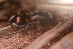 Traumatomutilla quadrum