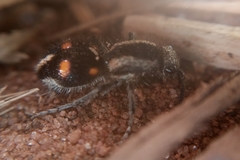 Traumatomutilla quadrum