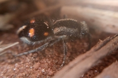 Traumatomutilla quadrum