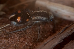 Traumatomutilla quadrum