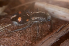 Traumatomutilla quadrum